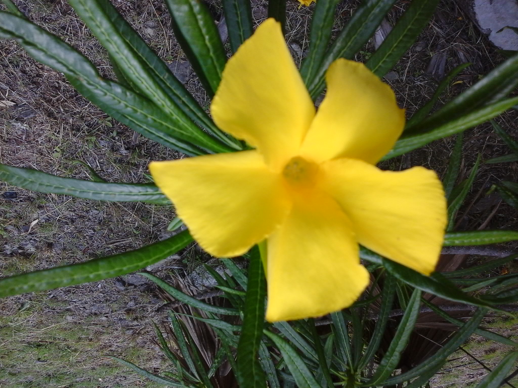 FLORA